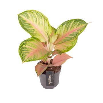 Aglaonema 'Sakura Mochi'
