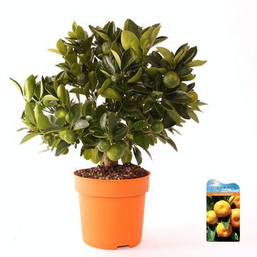 x Citrofortunella microcarpa