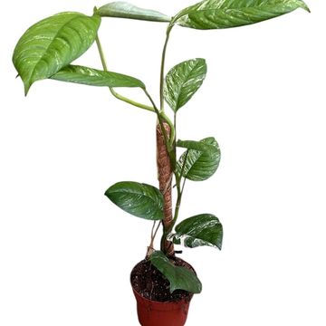 Rhaphidophora puberula 'Variegata'