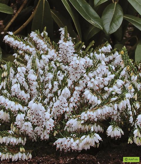 Erica x darleyensis 'Snow Surprise'