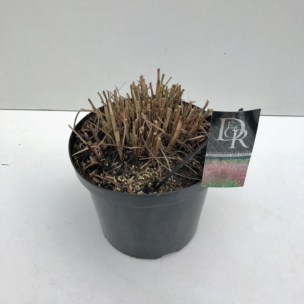 Miscanthus sinensis 'Red Chief' — Plant Wholesale FlorAccess