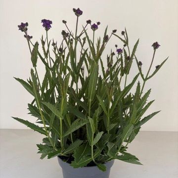 Verbena rigida