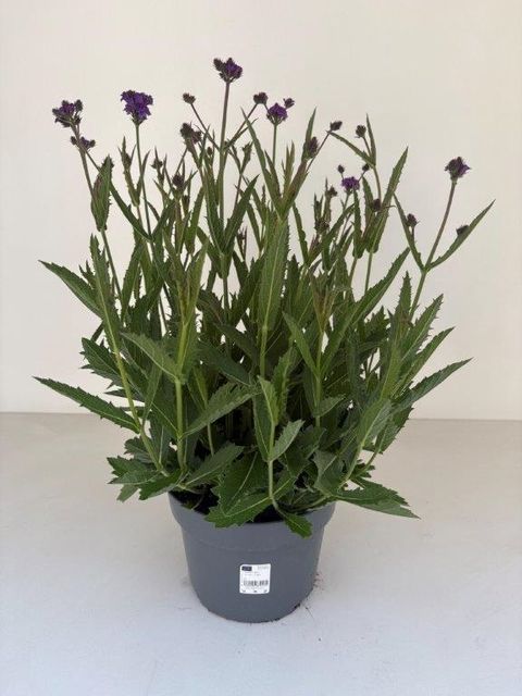 Verbena rigida