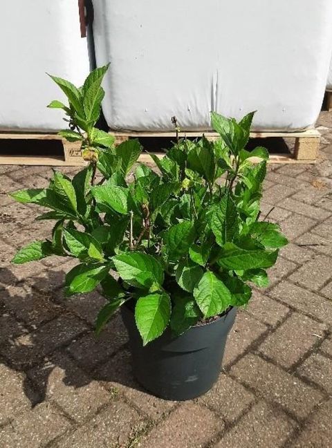 Hydrangea serrata 'Bluebird'