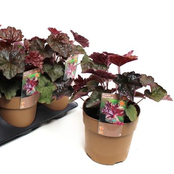 Heuchera americana 'Palace Purple Select'