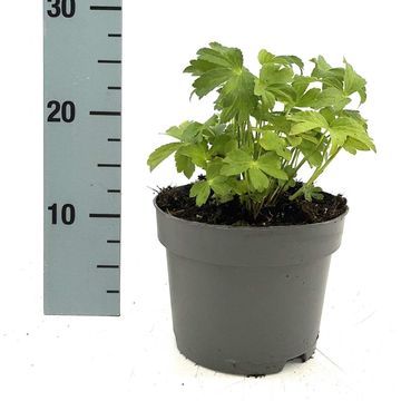 Astrantia 'Buckland'