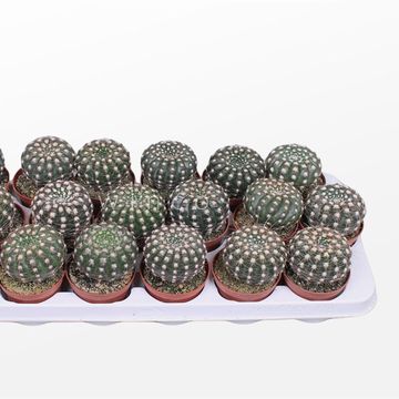 Notocactus uebelmannianus