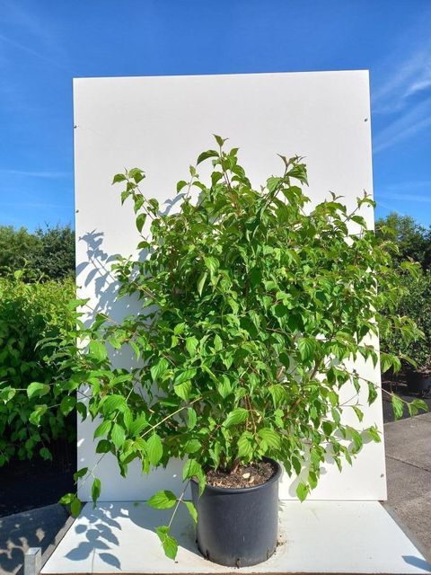 Cornus sanguinea 'Anny's Winter Orange'