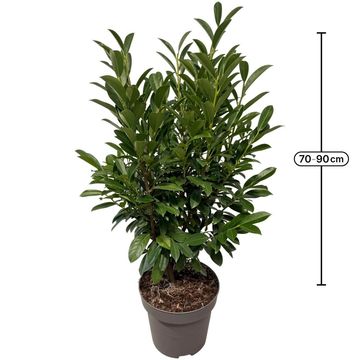 Prunus laurocerasus ELLY