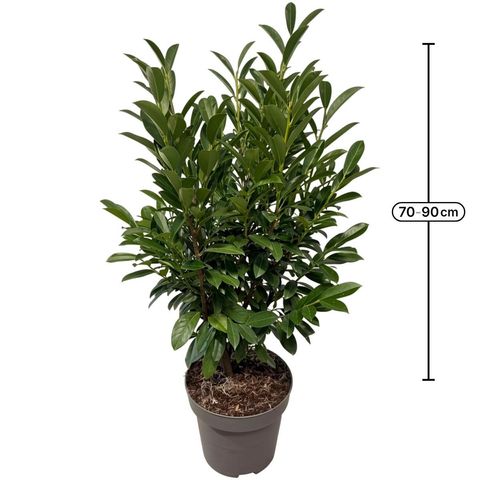 Prunus laurocerasus ELLY