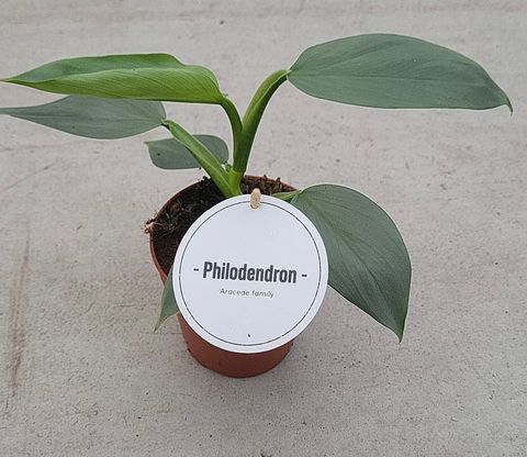 Philodendron hastatum