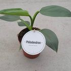 Philodendron hastatum