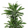 Dracaena fragrans 'Golden Coast'