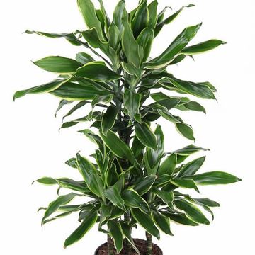 Dracaena fragrans 'Golden Coast'