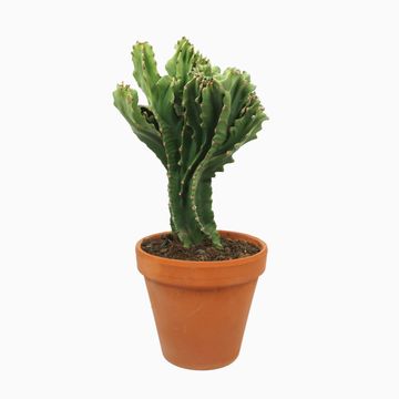 Euphorbia ingens cristata