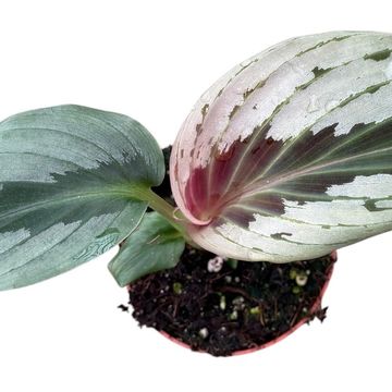 Cornukaempferia aurantiflora 'Jungle Silver'
