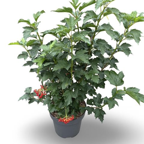 Viburnum opulus 'Compactum'