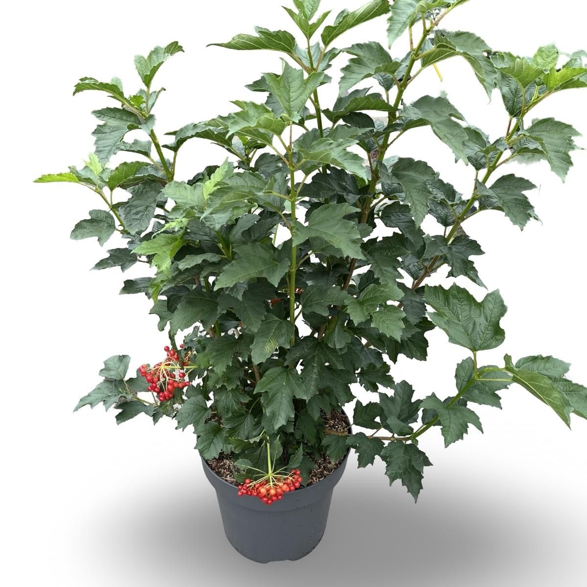 Compactum Tree Viburnum opulus 'Compactum' — Plant Wholesale FlorAccess