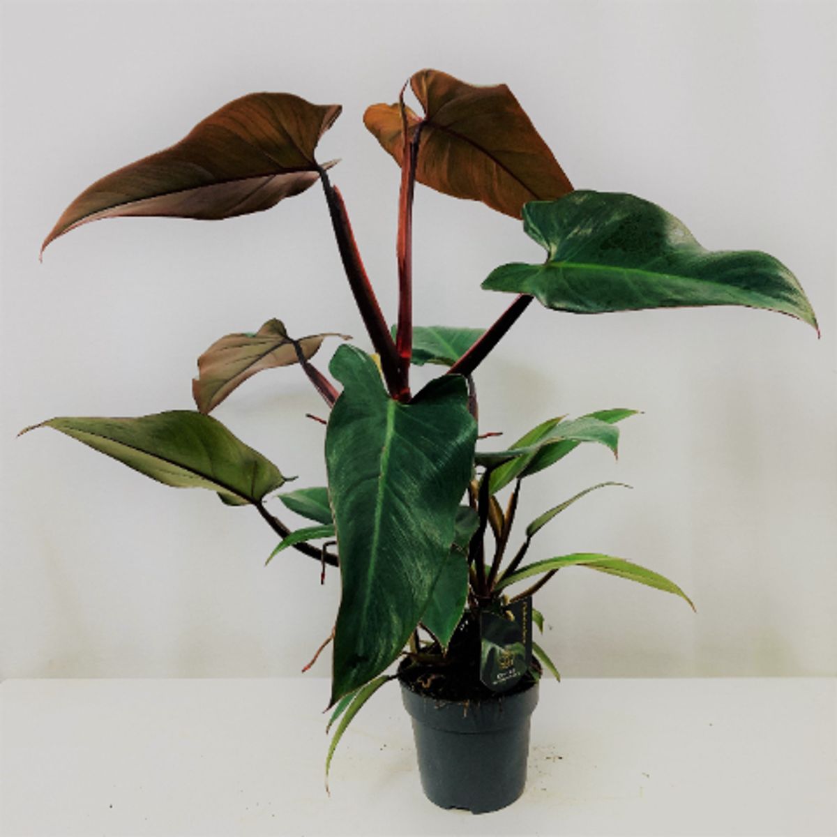 Philodendron mandaianum  Plant Wholesale FlorAccess