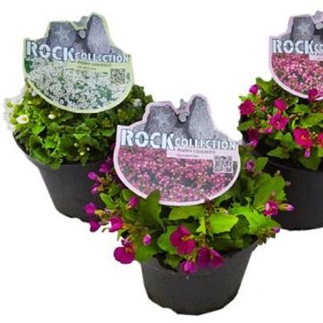 Arabis caucasica MIX