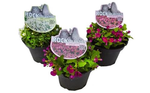 Arabis caucasica MIX