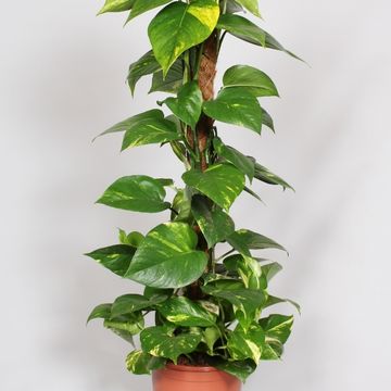 Epipremnum pinnatum
