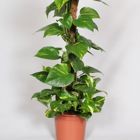 Epipremnum pinnatum (BK Plant)