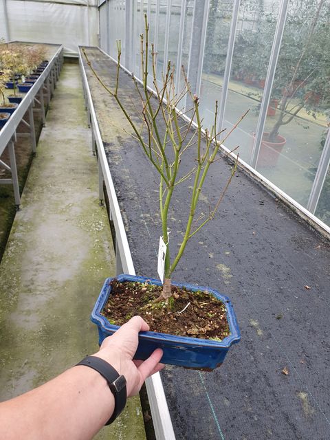 Acer palmatum 'Phoenix'