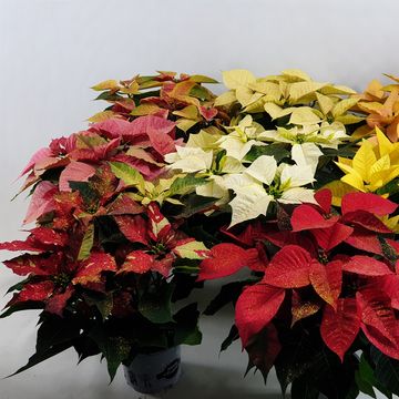 Euphorbia pulcherrima MIX