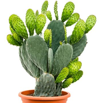 Opuntia ficus-indica