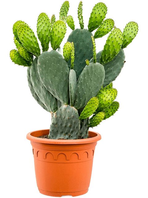 Opuntia ficus-indica