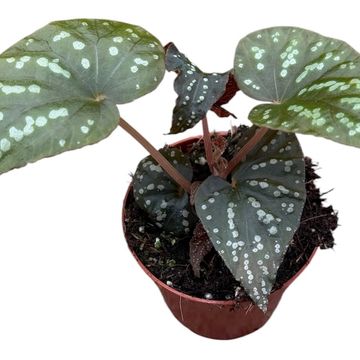 Begonia 'Pandora'