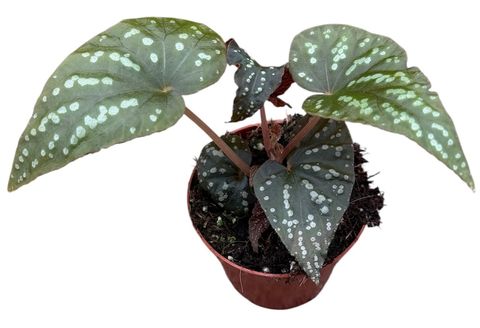 Begonia 'Pandora'