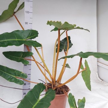 Philodendron billietiae