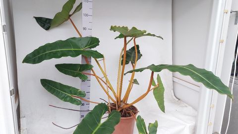 Philodendron billietiae