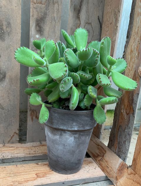 Cotyledon tomentosa ladismithiensis