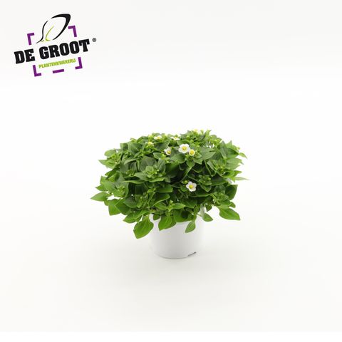 Exacum affine 'White Star'