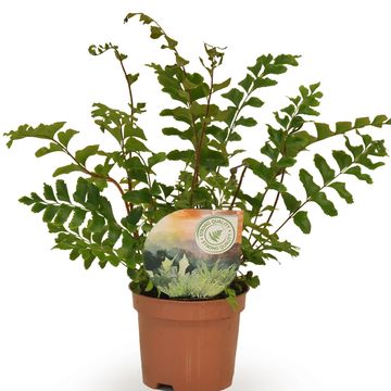 Didymochlaena truncatula