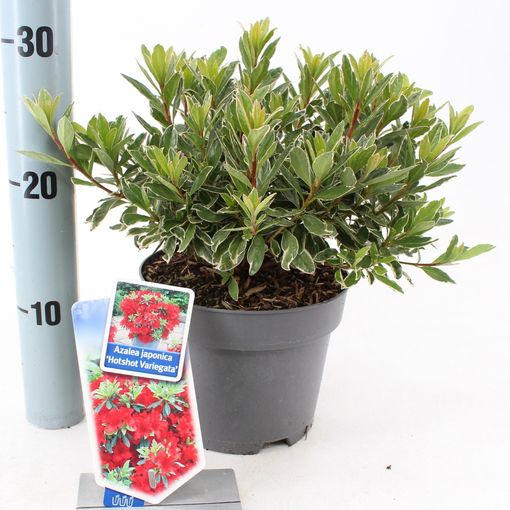 Rhododendron 'Hot Shot Variegata' (About Plants Zundert BV)