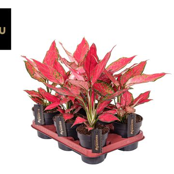 Aglaonema 'Red Surprise'