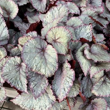 Begonia HAWAIIAN SILVER