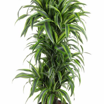 Dracaena fragrans 'Lemon Lime'