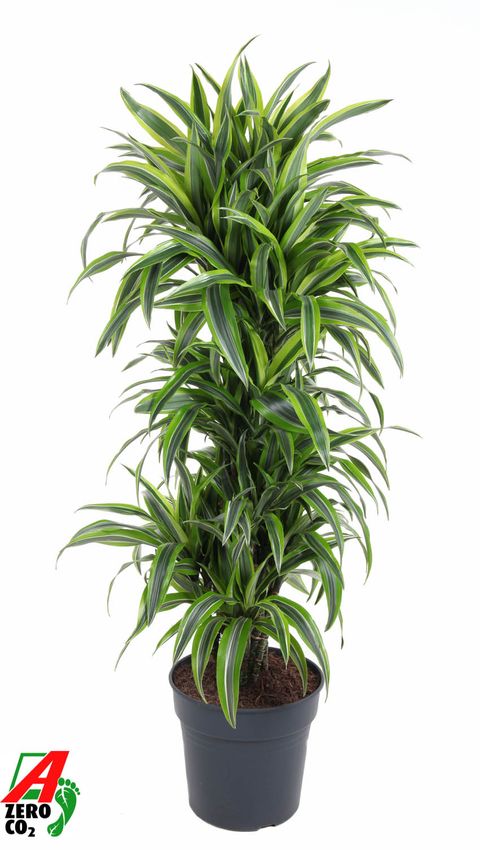 Dracaena fragrans 'Lemon Lime'