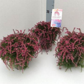 Calluna vulgaris RASTA GIRLS JANINA