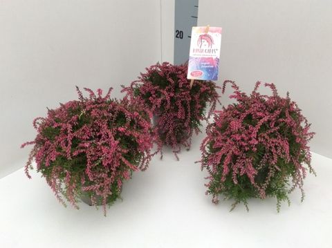 Calluna vulgaris RASTA GIRLS JANINA