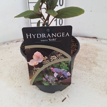 Hydrangea aspera 'Koki'