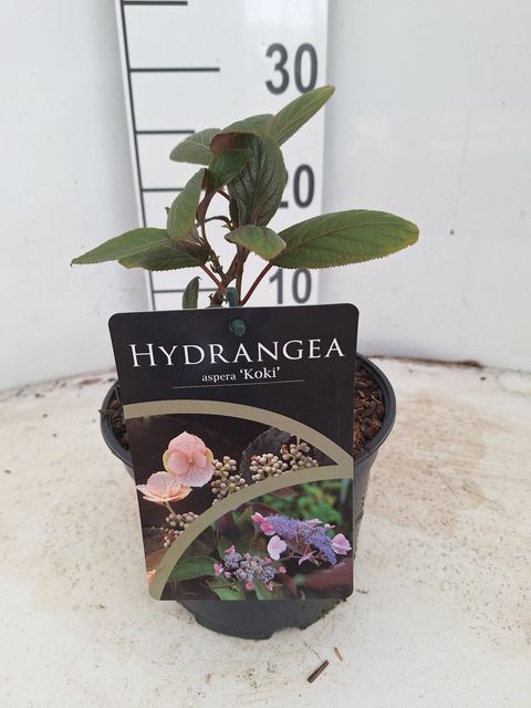 Hydrangea aspera 'Koki'