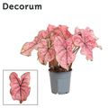 Caladium 'Splash of Wine'