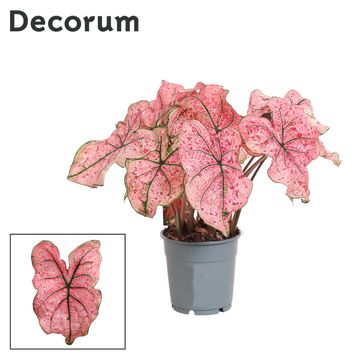 Caladium 'Splash of Wine'