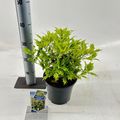 Osmanthus heterophyllus 'Goshiki'